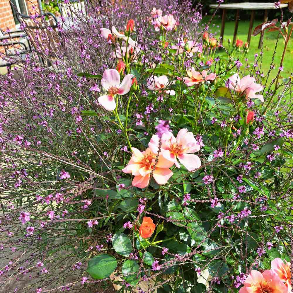 VERBENA officinalis 'Bampton'  1 L Potte