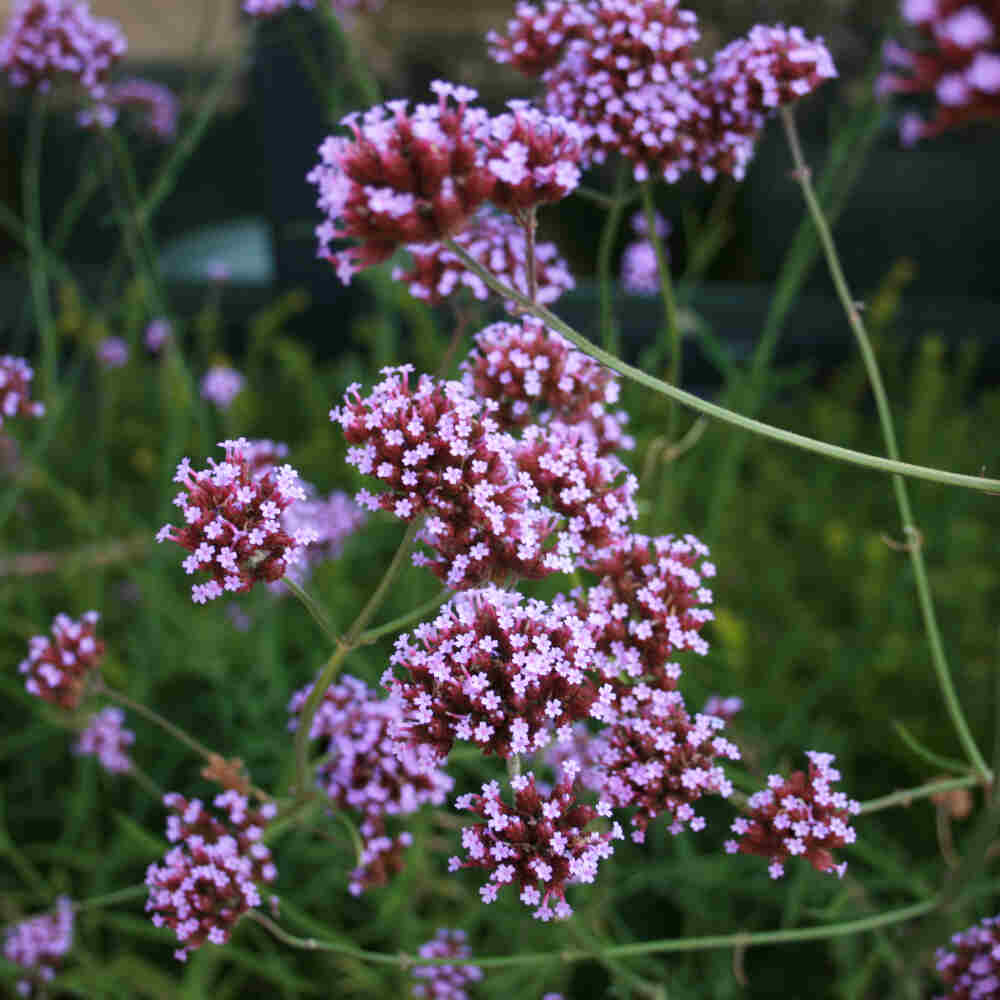 Verbena Bonariensis 11cm