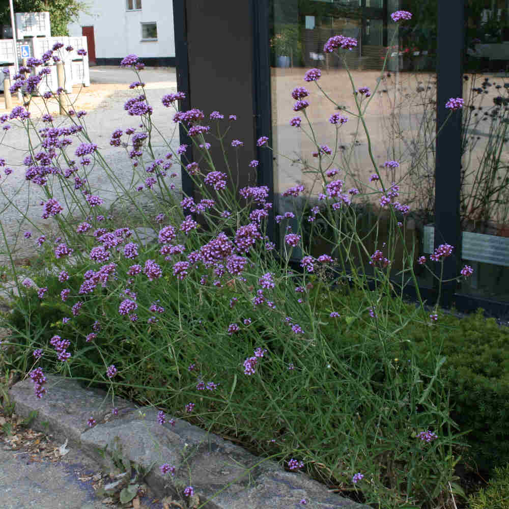 Verbena bonariensis 29cm kruka