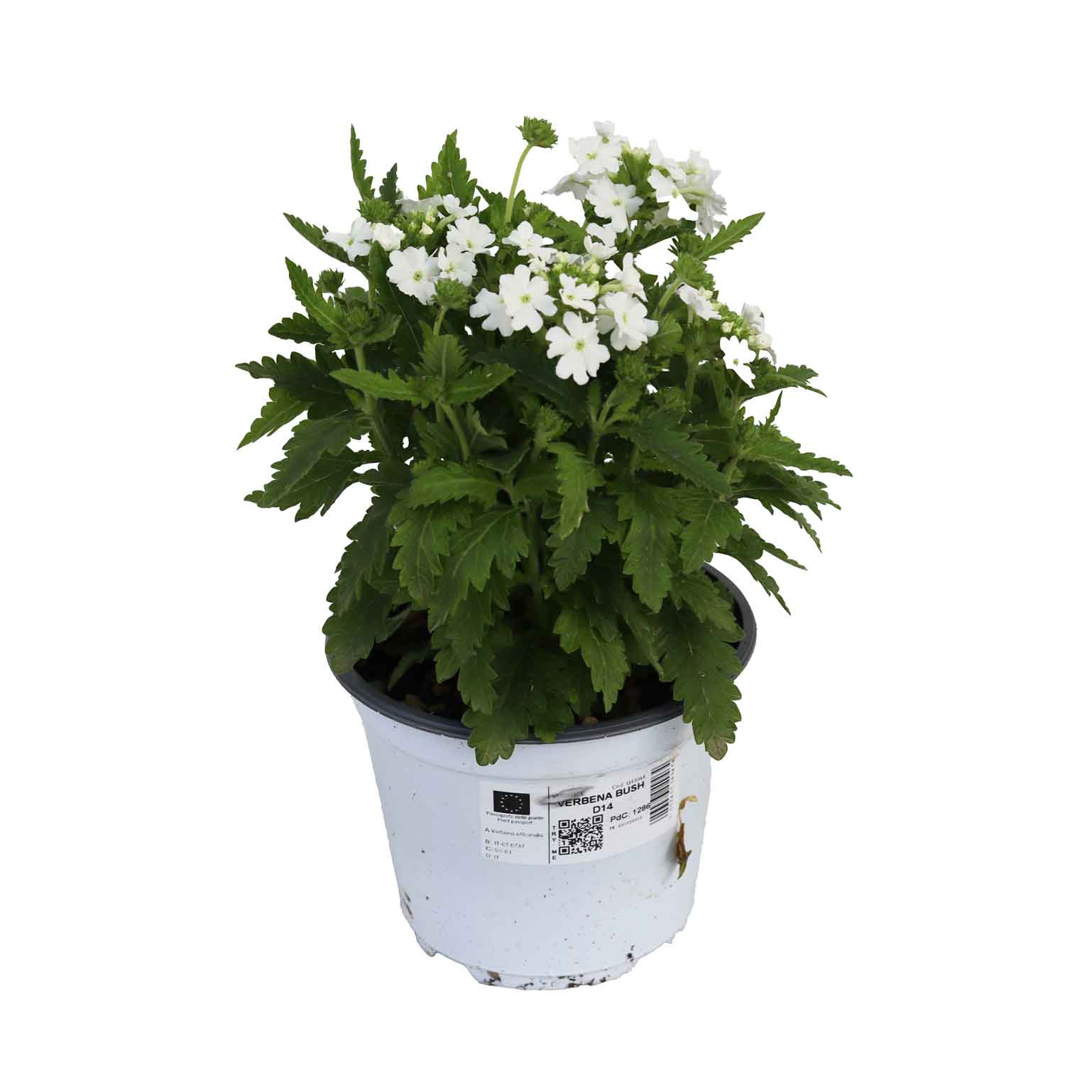 Verbena Bush D14