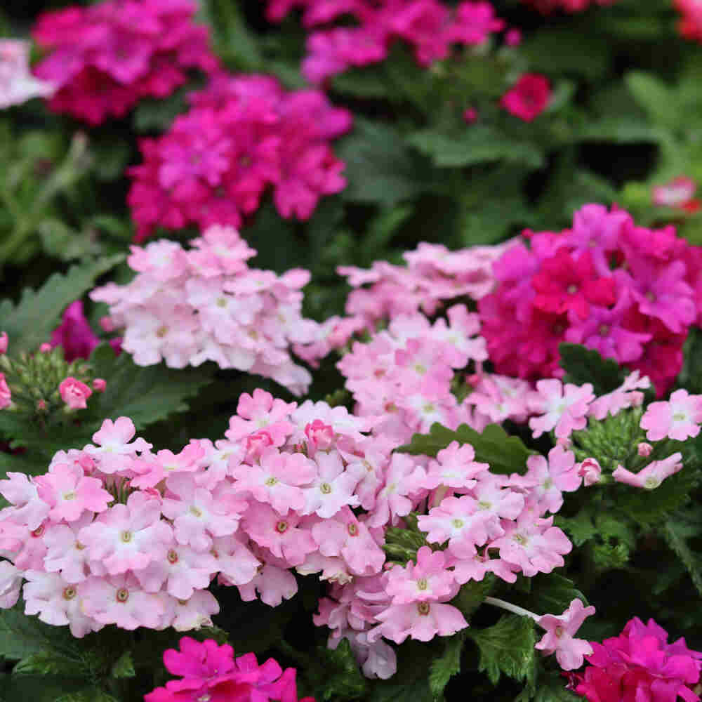 Krybende jernurt - Verbena hybrid 12 cm. pot.