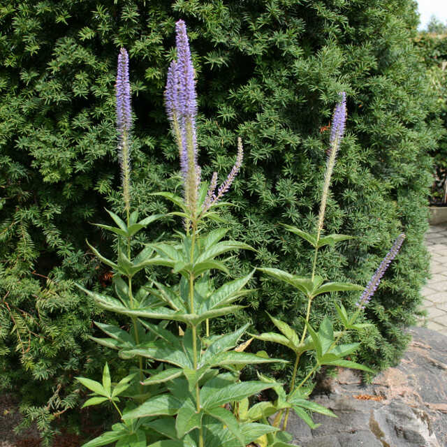 VERONICASTRUM virginicum 'Apollo'  2 L Potte