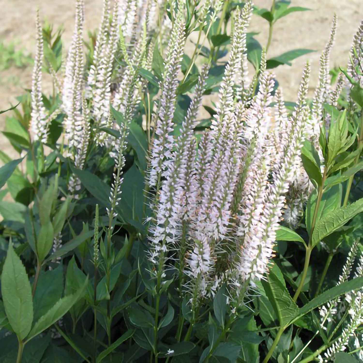 Veronicastrum vir. 'Pink Glow' 2 L