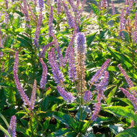 Virginisk ærenpris <br>- Veronicastrum