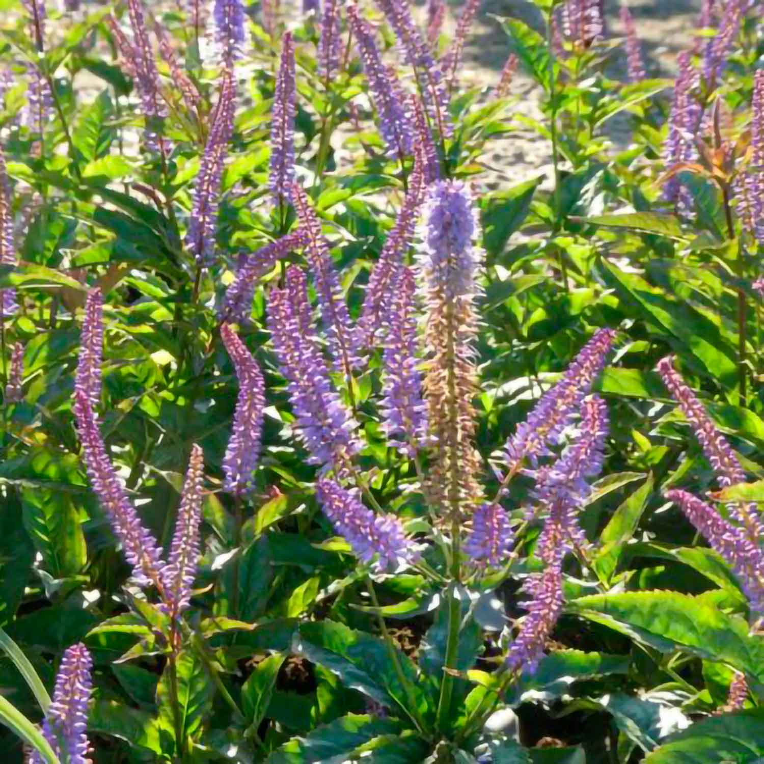 Veronicastrum vir. 'Red Arrow' 2 L