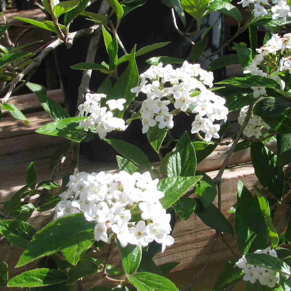 Osmanthus burkwoodii 40-50 cm C 6.5