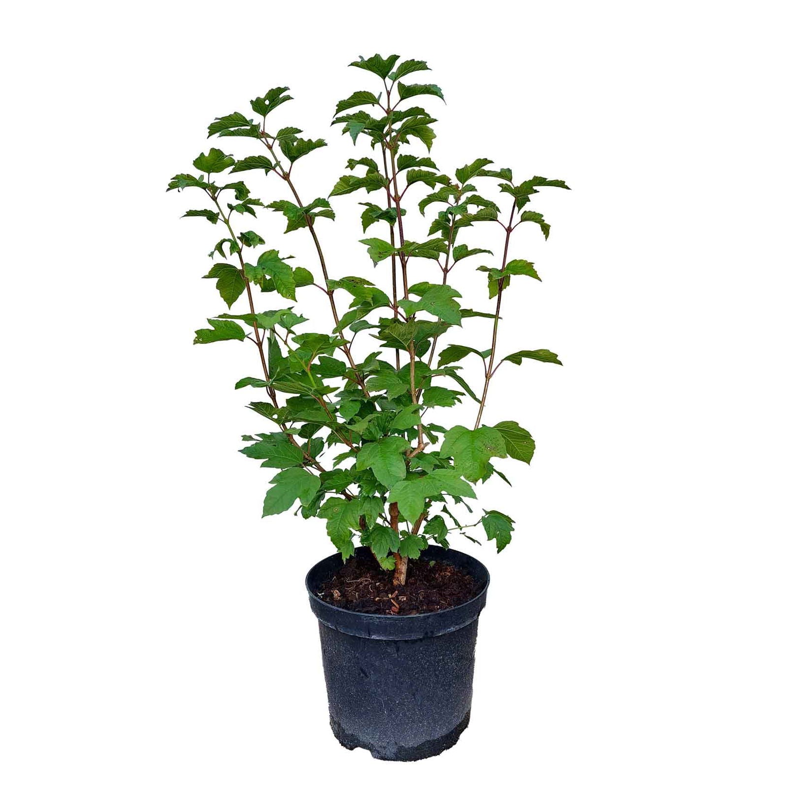 Viburnum opulus - C7,5