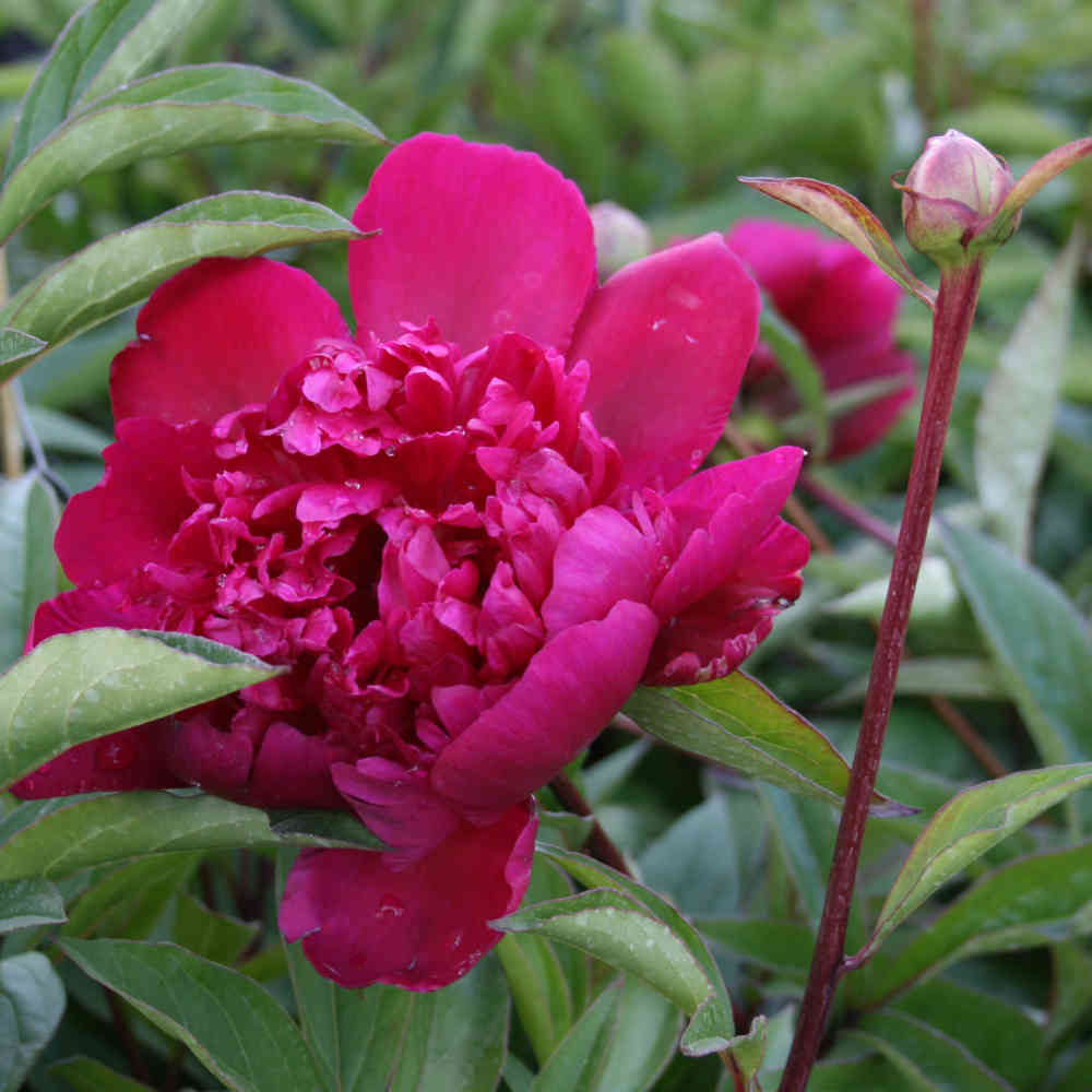 Sidenpion - Paeonia lactiflora 'Victoire de la Marne'