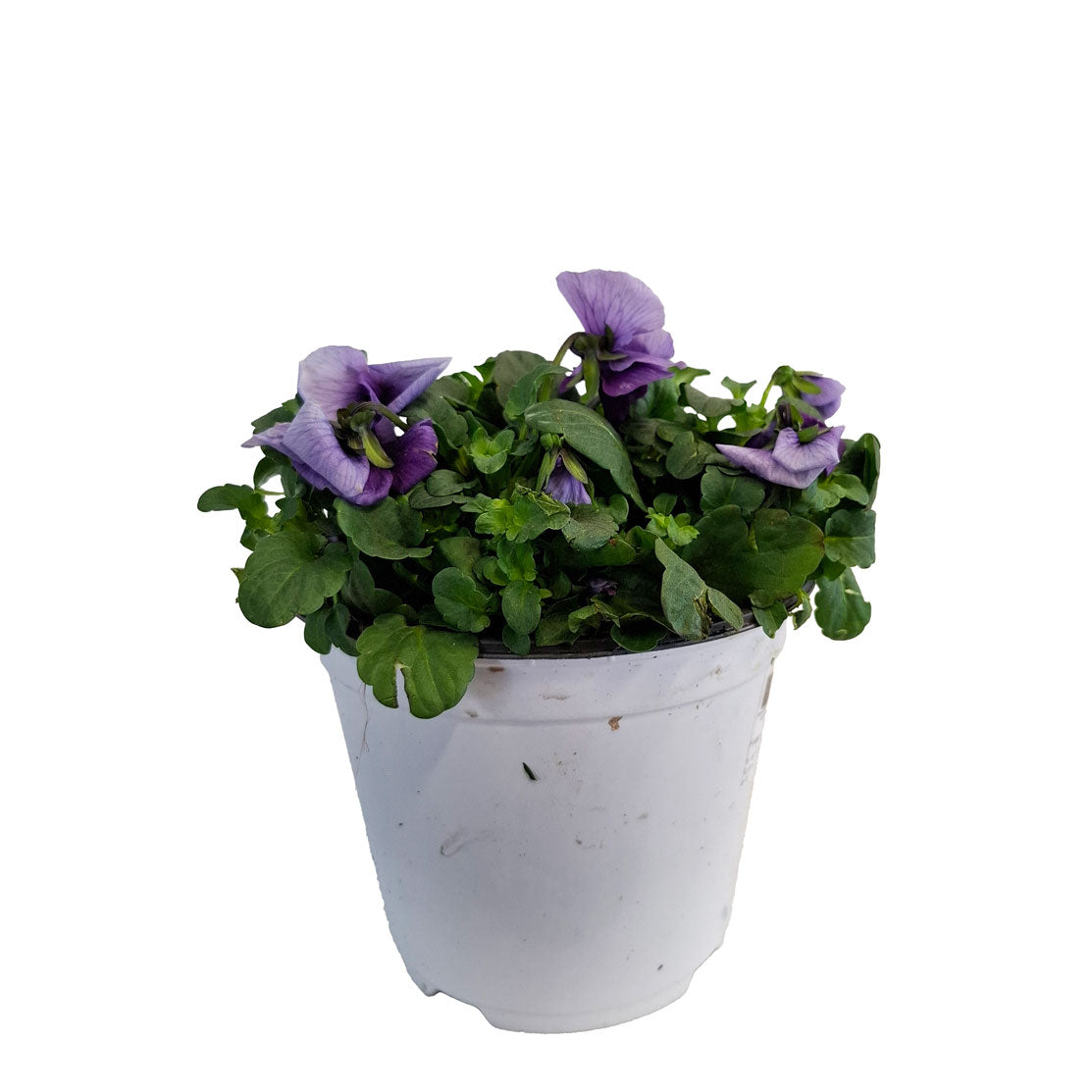 Viola Cornuta Bush D14