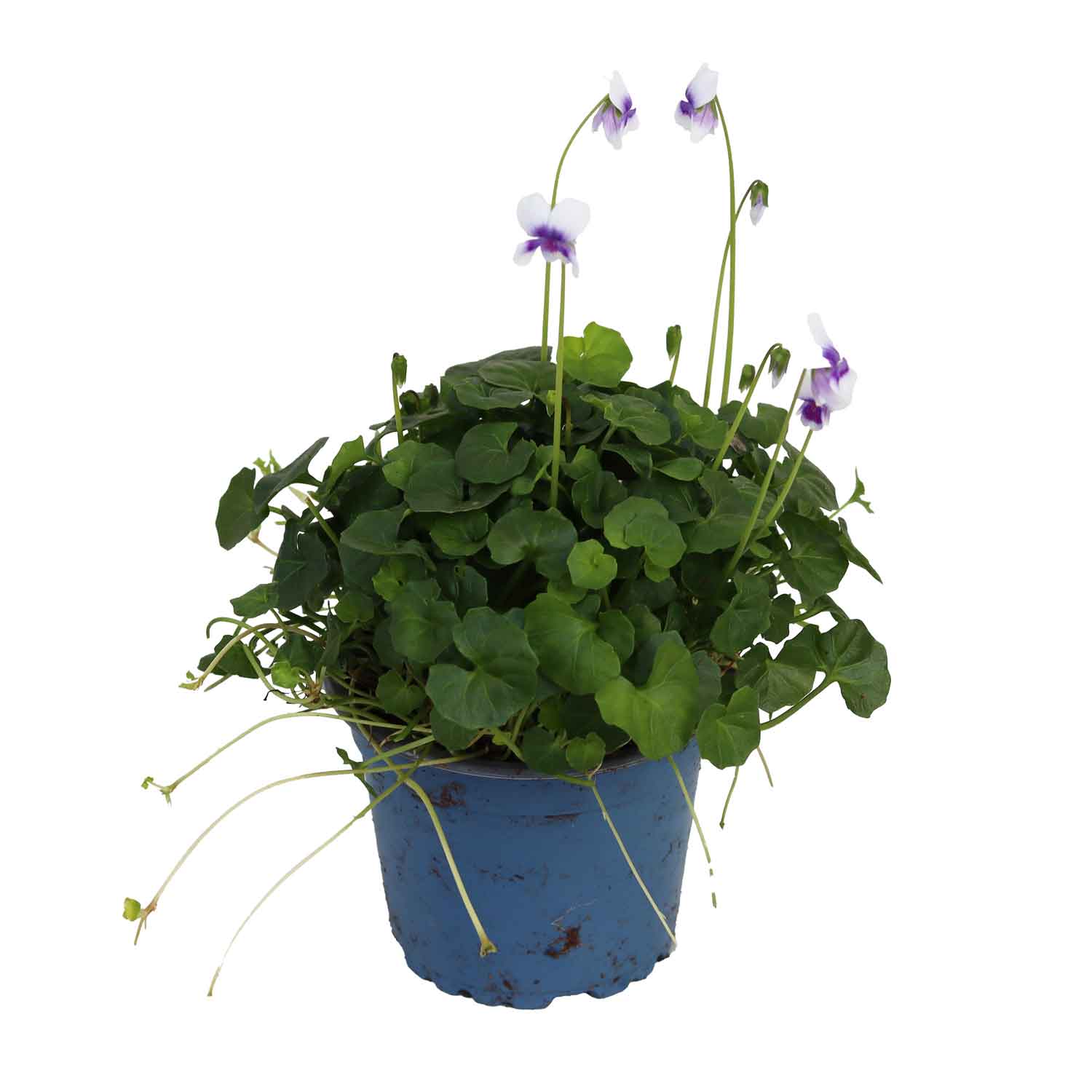 Australsk viol - Viola hederacea 9cm pot