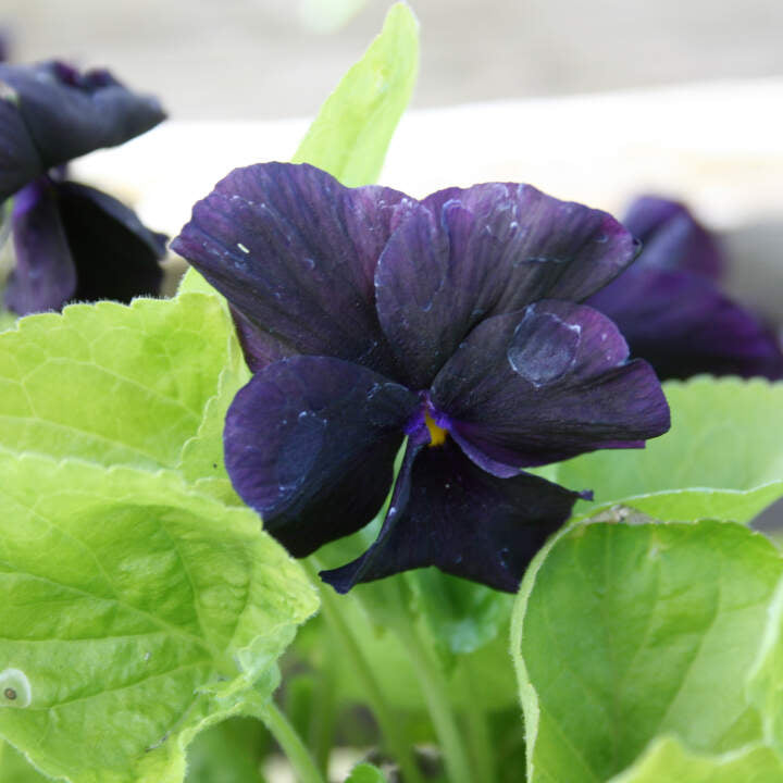 Marsviol - Viola odorata 'Queen Charlotte' 11C