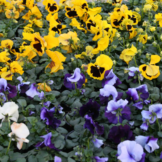 Viola wittrockiana-hybrid 9cm