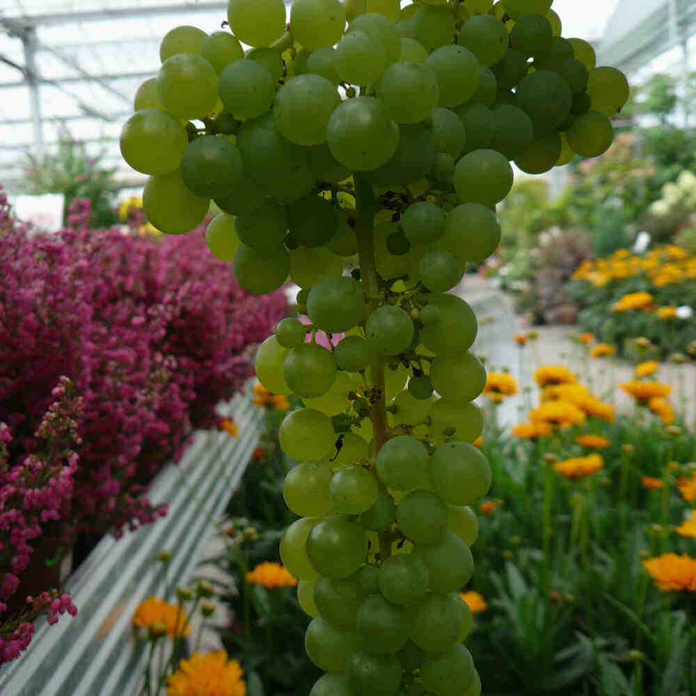 Lakemont Seedless - Green Grape C4