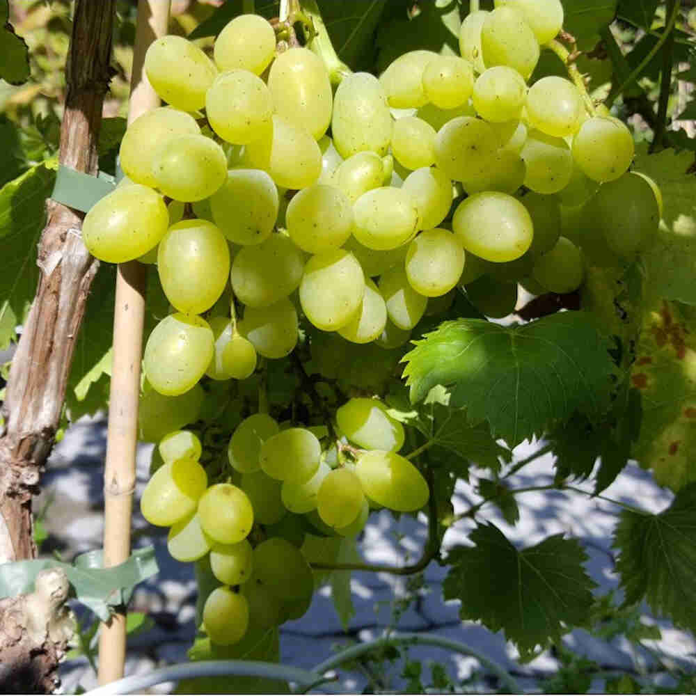 Vindrueplante - Vitis vinifera 'Lilla'