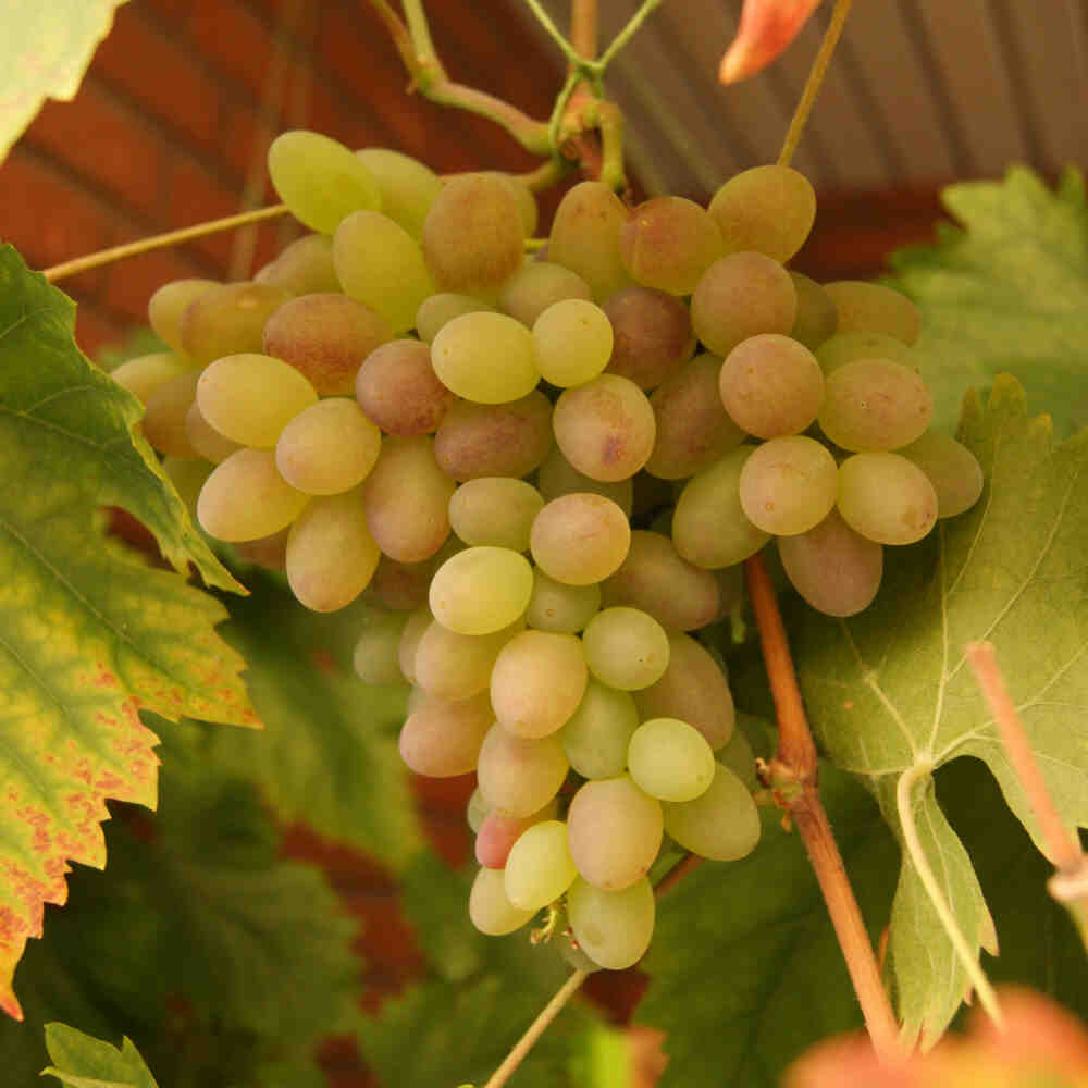 Rhea - Red Seedless Grape C4