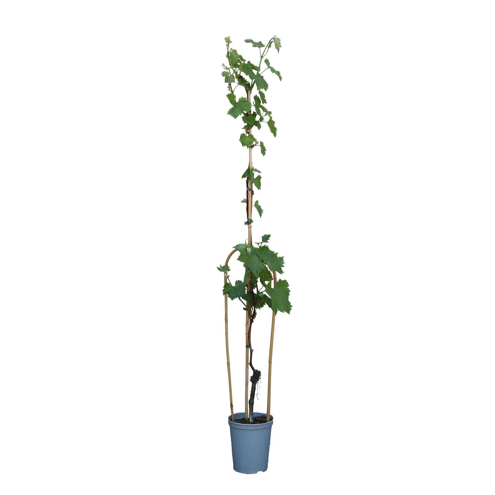 Vinplante Kyoho Botrus 4L 150cm