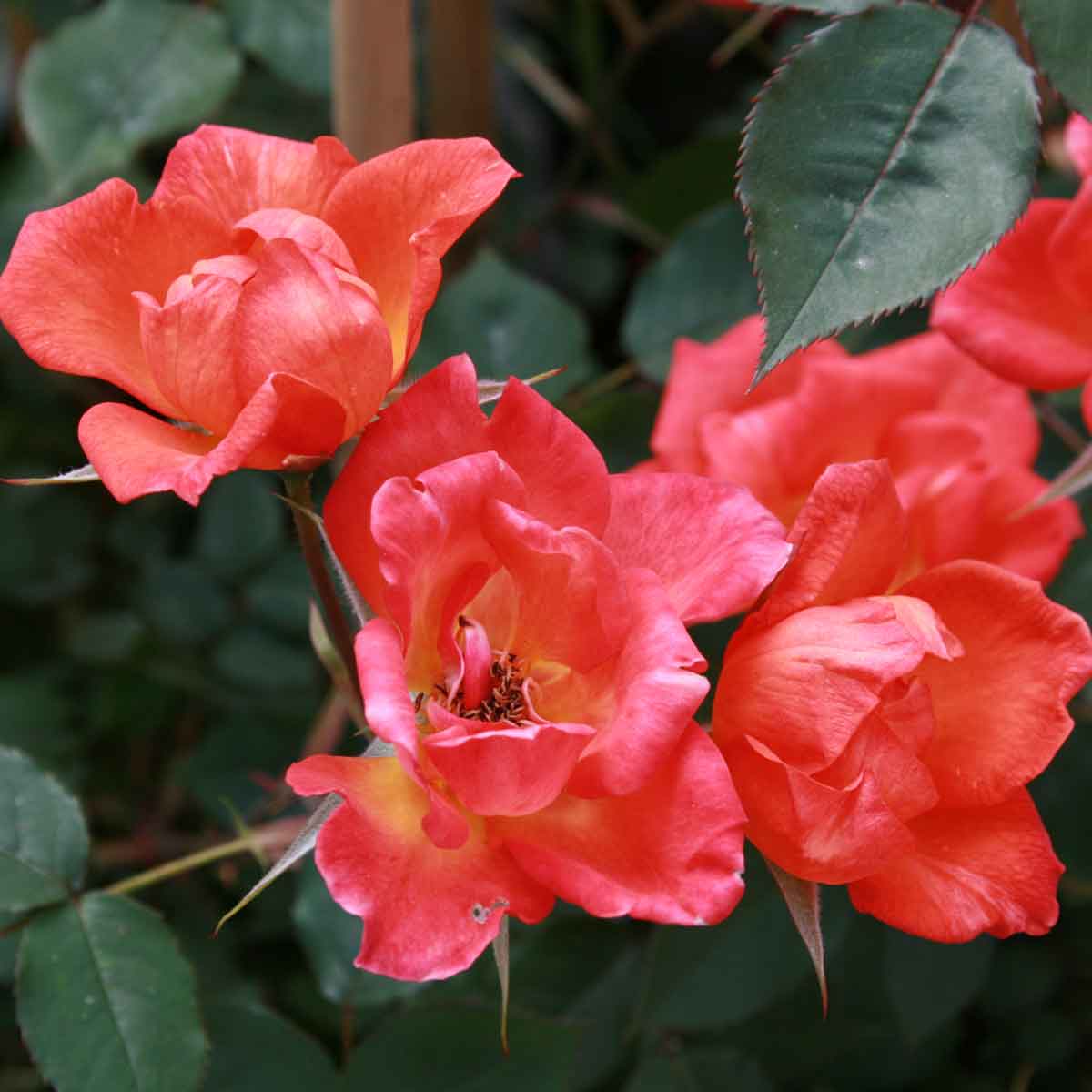 Climbing rose 'Warm welcome'