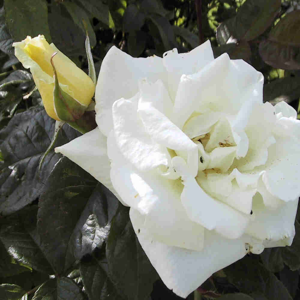 Climbing rose 'White Nights'