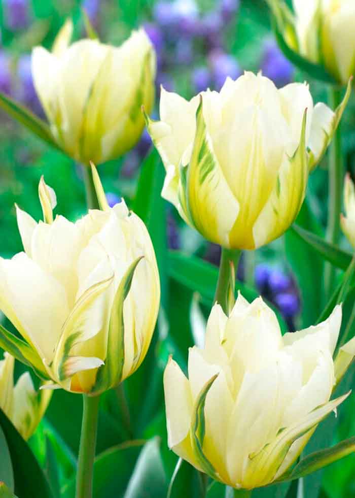 Tulips White Valley 12/+ (x12x7) *622284*