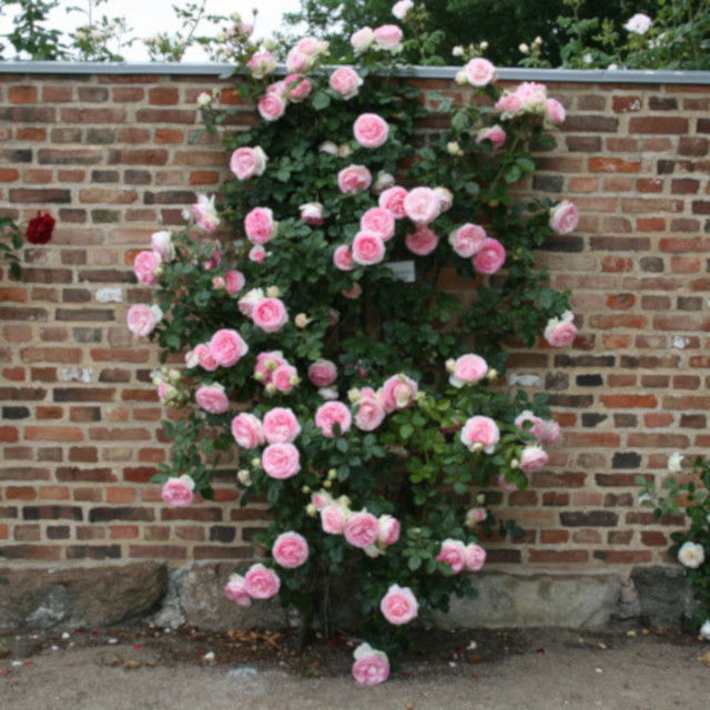 Slyngrose - Rosa 'Willestrup'