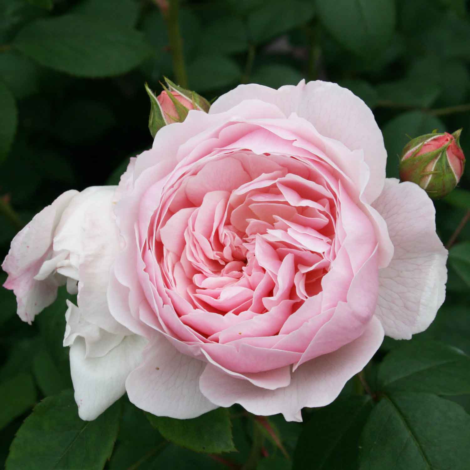 Rose 'Wisley 2008' - (Ausbreeze)