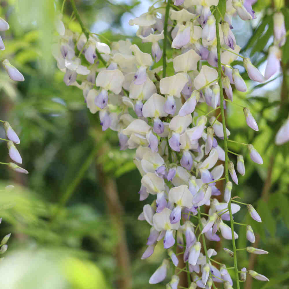 Blåregn - Wisteria sinensis 'Issai'