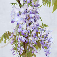 Blåregn - Wisteria