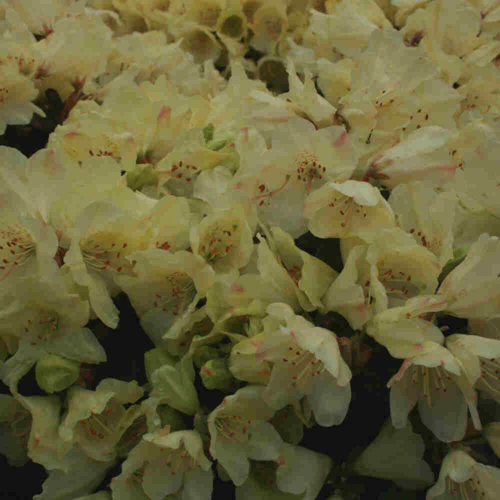 Rhododendron ludlowii 'Wren'