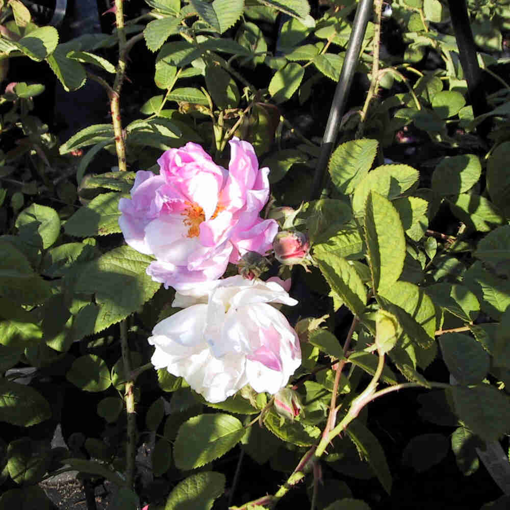 Rose damascena 'York and Lancaster'