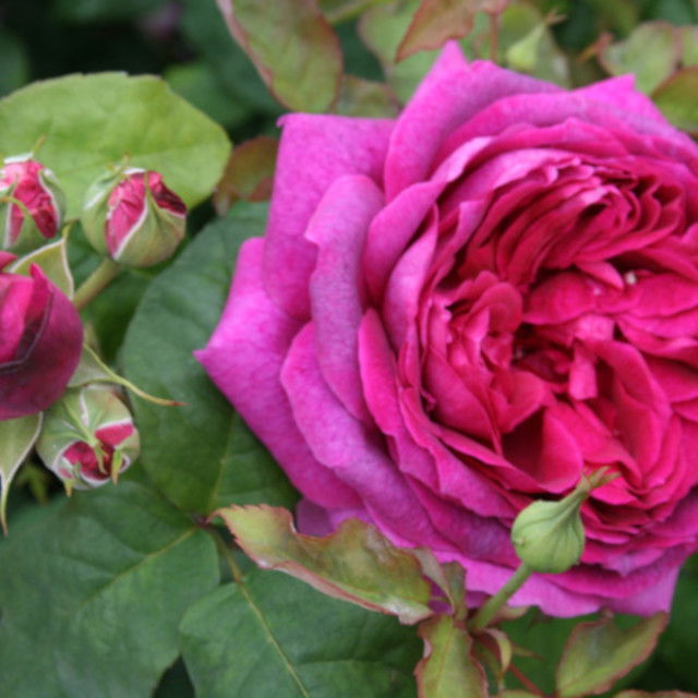 Rose 'Young Lycidias' - (Ausvibrant)