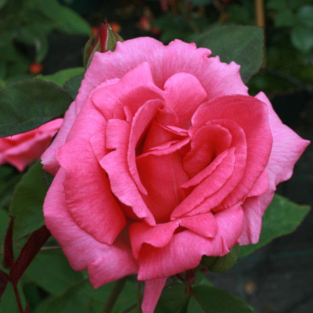 Climbing rose 'Zephirine Drouhin'