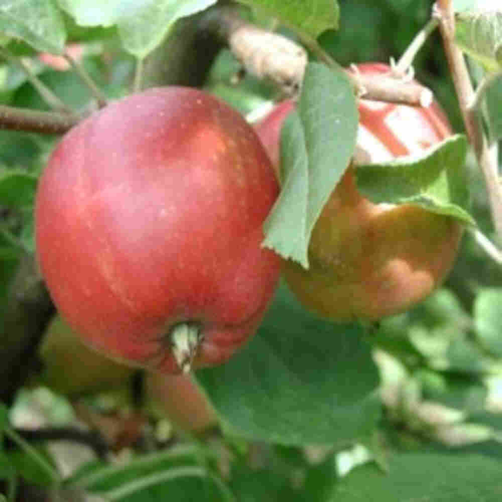 ILDRØD PIGEON MALUS DOMESTICA