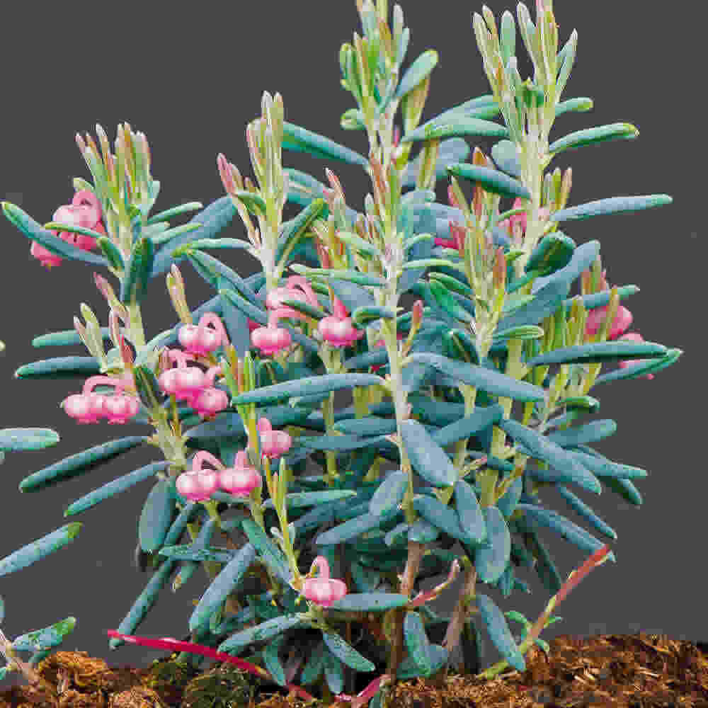 Rosmarinlyng - Andromeda polifolia Blue Lagoon 2 L