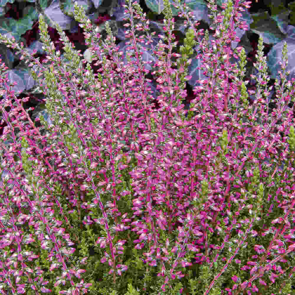 Calluna vulgaris  Angie 10 cm