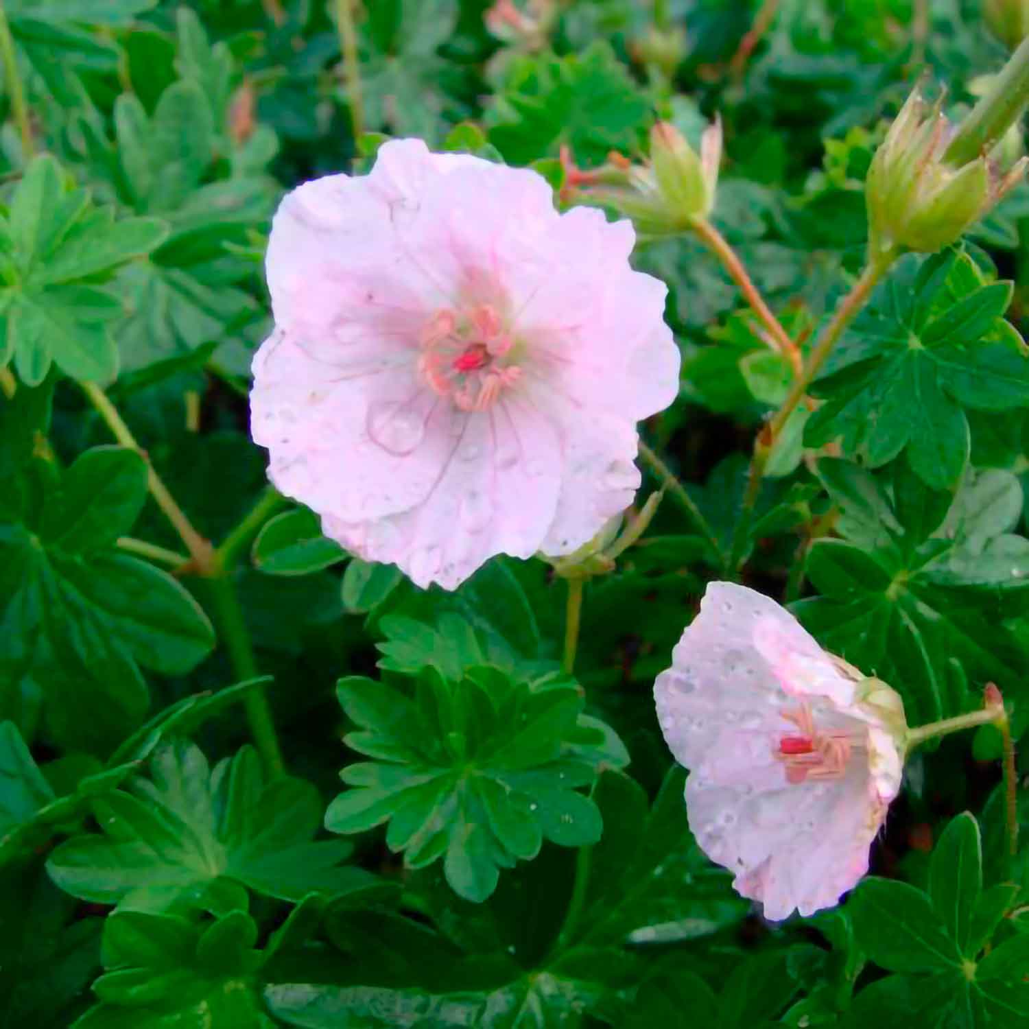 Geranium sang. 'Apfelblute' P9