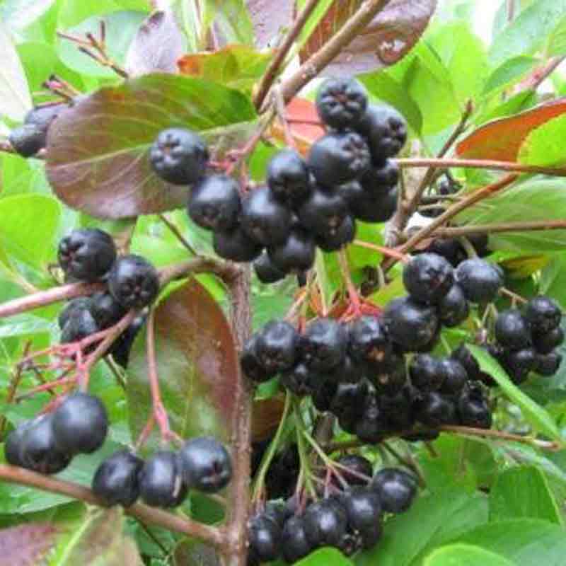 Aronia m. Aron  SHC 10L 90