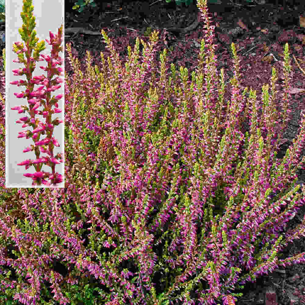 Efterårslyng - Calluna vulgaris  Bonita 10 cm