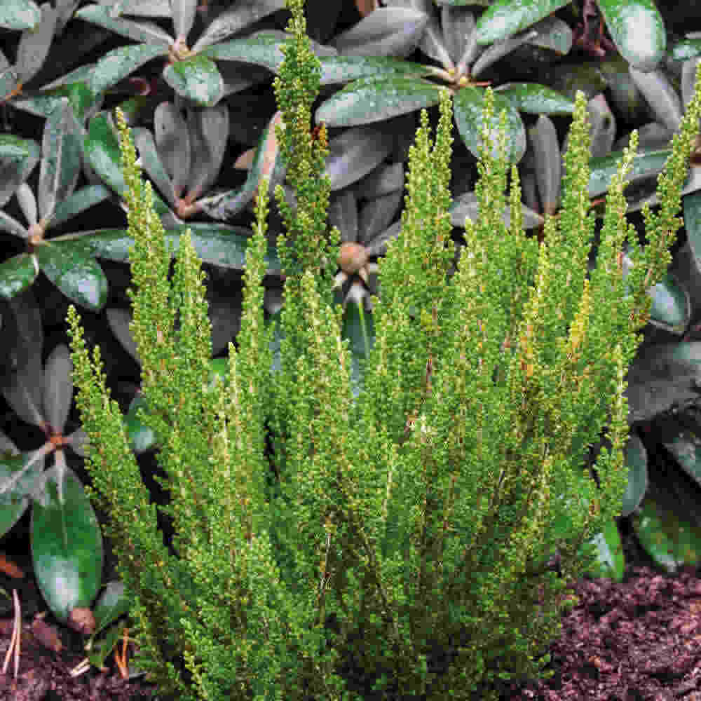 Efterårslyng - Calluna vulgaris  Zelia 10 cm