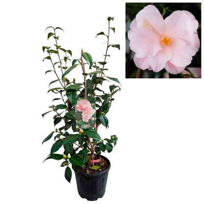 Camellia japonica h. 70 vaso 6 lt Hagoromo