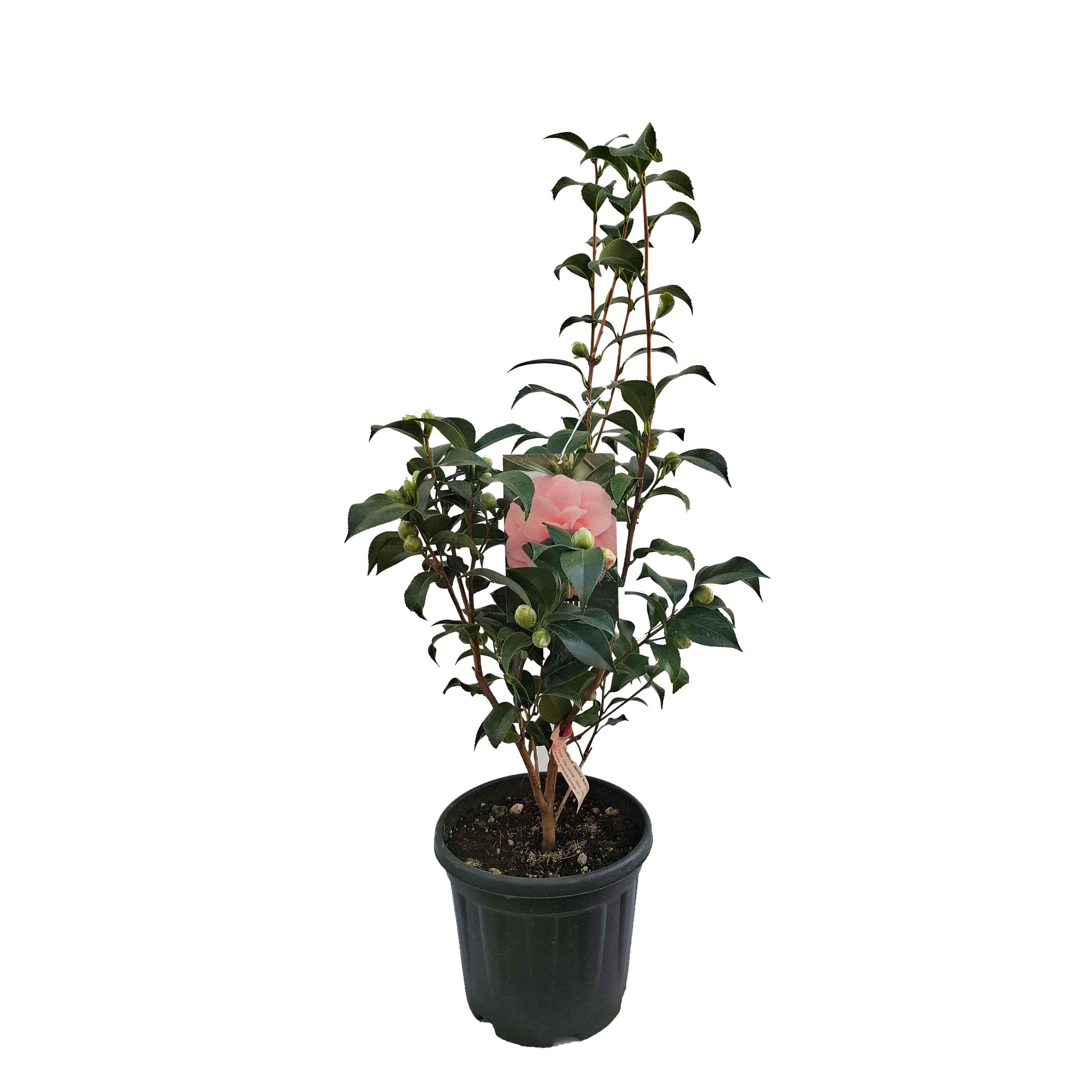 Camellia japonica h. 60 vaso 4,5 lt Sarah Frost