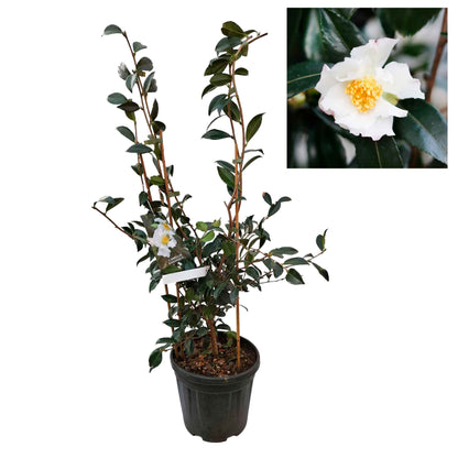 Camellia sasanqua h. 100 vaso 10 lt Hinode-Gumo