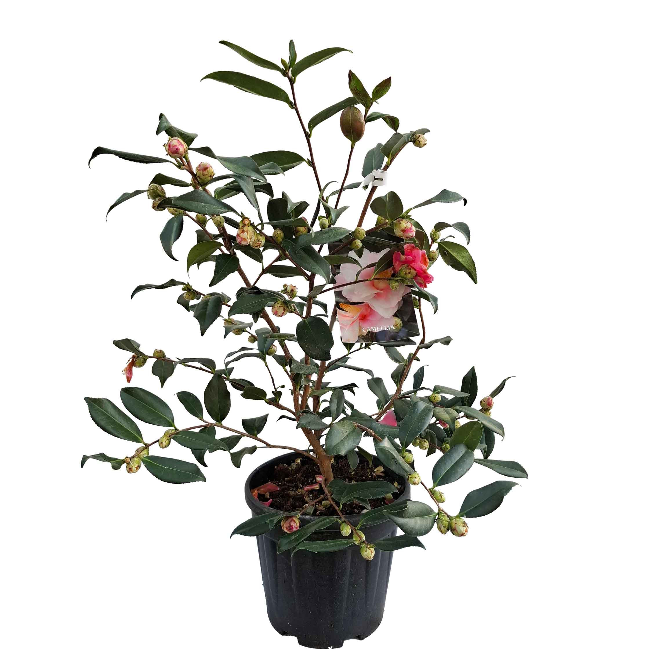 Camellia sasanqua h. 70 vaso 6 lt Shibori-Egao