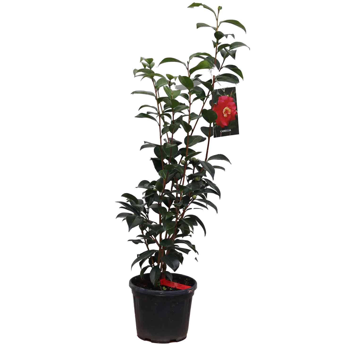 Camellia jap San Dimas 4,5L