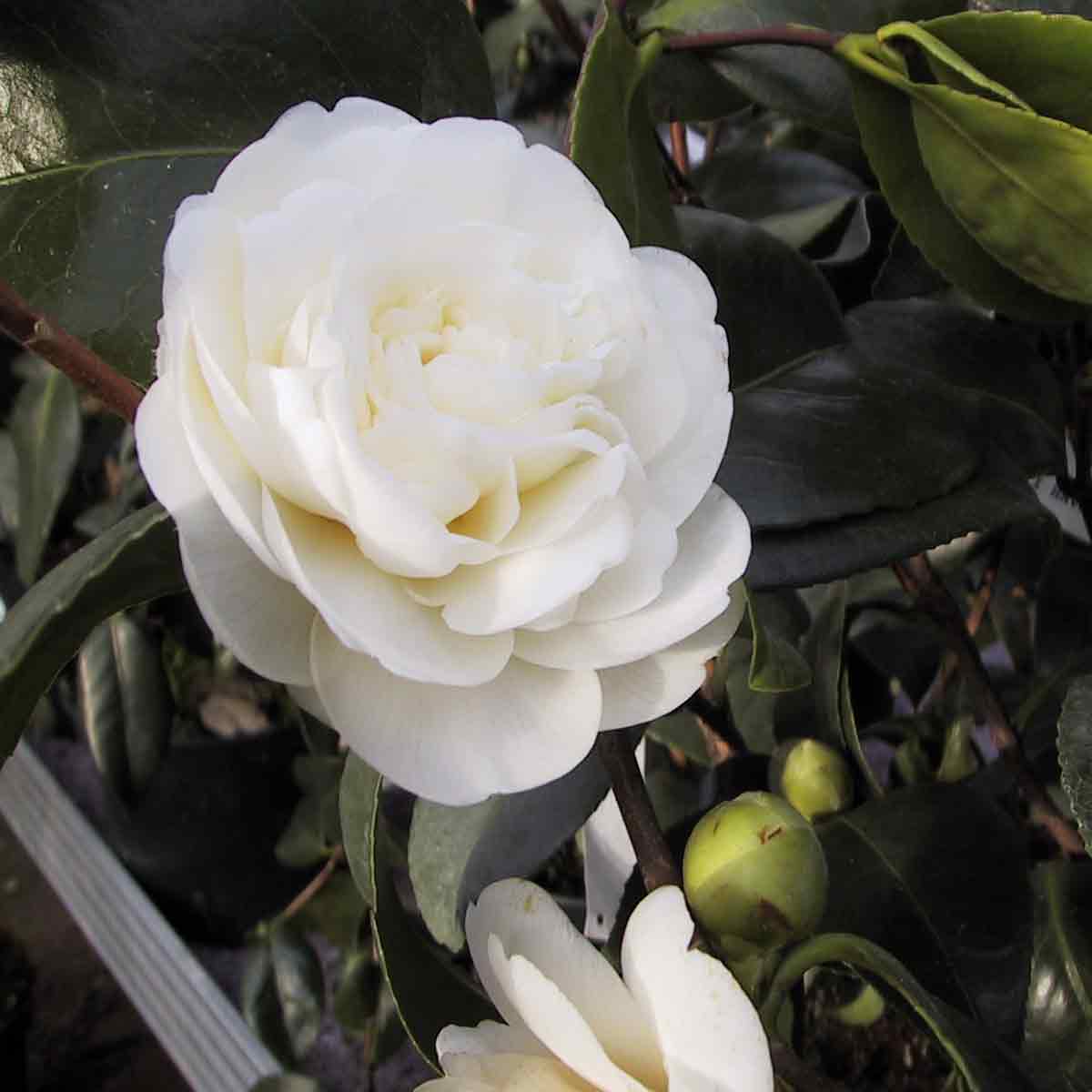 Kamelia - Camellia japonica 'Nobilissima'