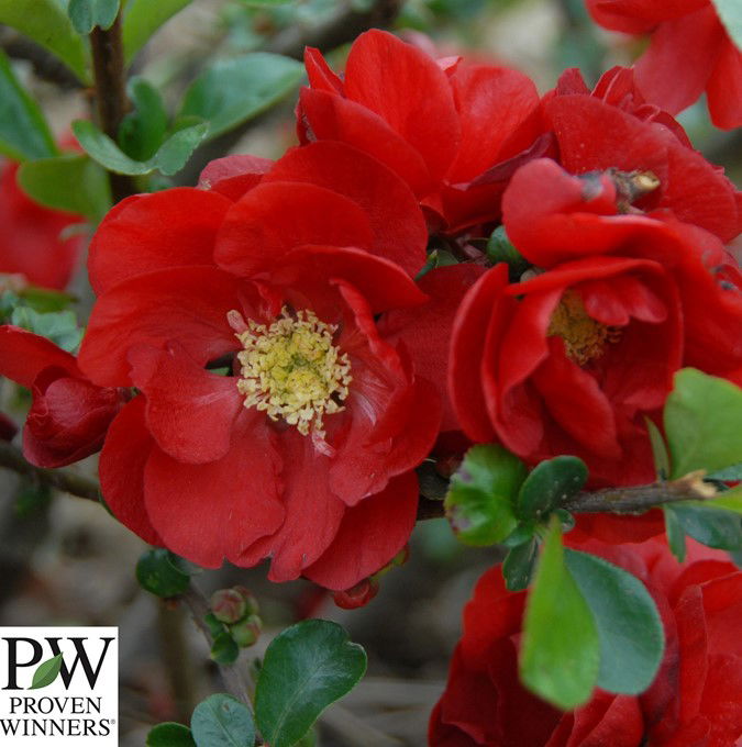 Chaenomeles Scarlet Storm® Pw 5 L Potte