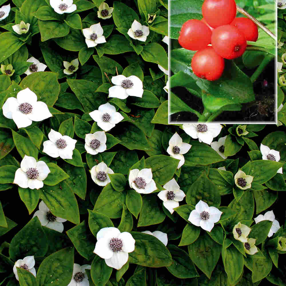 Cornus canadensis