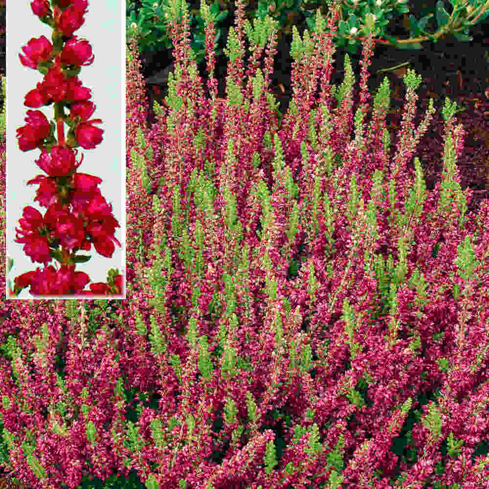 Calluna vulgaris  Dark Beauty 10 cm