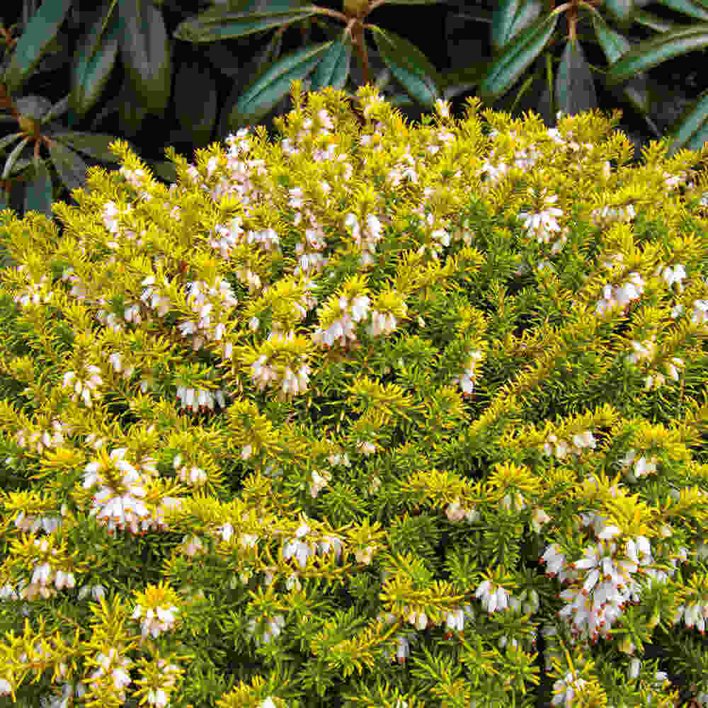 Forårslyng - Erica carnea  Golden Starlet 10 cm