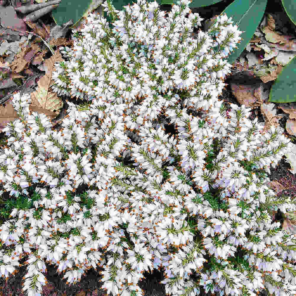 Forårslyng - Erica carnea  Isabell 10 cm