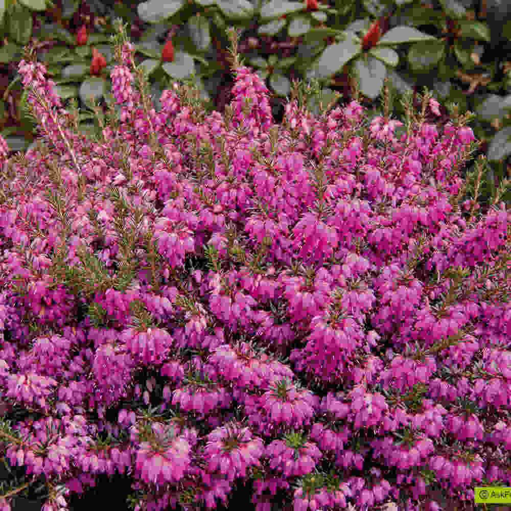 Erica carnea  Winterfreude 10 cm